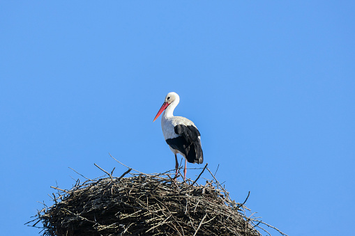 Wild wood stork in the beautiful natural surroundings of Orlando Wetlands Park in central Florida.  The park is a large marsh area which is home to numerous birds, mammals, and reptiles.