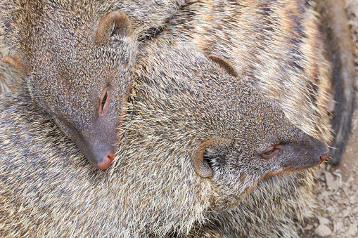 Two striped mongooses lying on each other