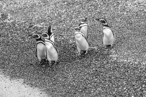 Magellanic penguins living in the Beagle Channel in Patagonia.
