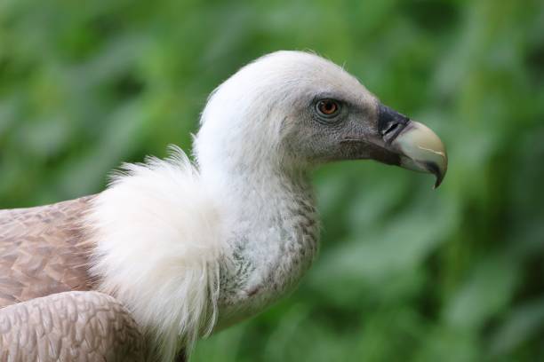 istock Portrait of a Eurasian griffon vulture (Gyps fulvus) 1636161574