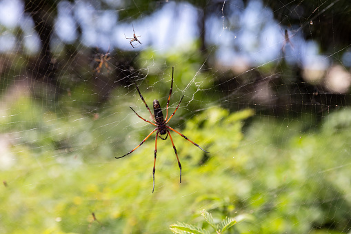 Nephila inaurata, Seychelles. Golden silk orb-weaver spider is on spiderweb, close up photo with selective focus