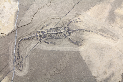 Fossil Shells  on a sandstone rock. The image was captured in Switzerland (Lucerne).