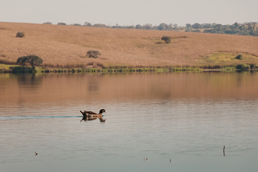 black duck in the lake