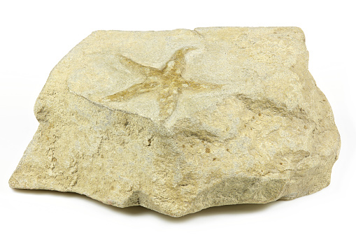 Palaeocoma Escheri starfish fossil from Forcalquier, France