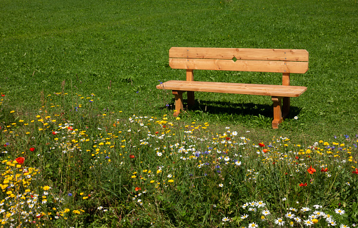 Wooden park bench in grass in front of flower meadow in blossom