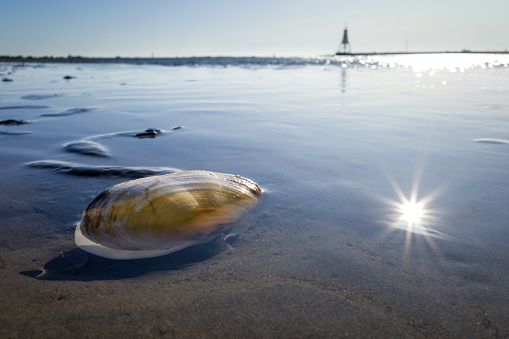 Sand Gaper in the Wadden Sea in Cuxhaven, Germany with the Kugelbake, a historic aid to at the northernmost point of Lower Saxony, in the background