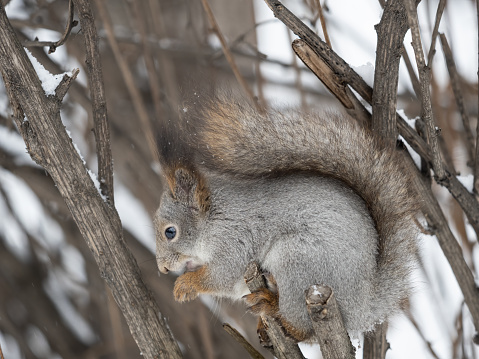 The squirrel with nut sits on tree in the winter or late autumn. Eurasian red squirrel, Sciurus vulgaris.