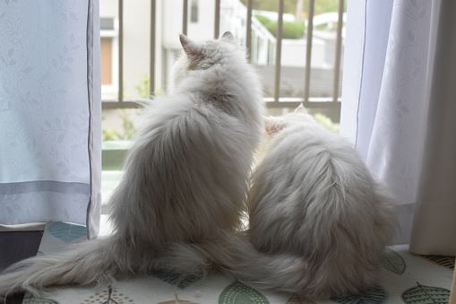 two cats looking out the window