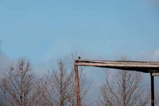 Small bird perched on the wooden structure