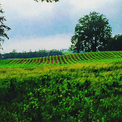 This low resolution photo of crop land has a very stylized painterly style.