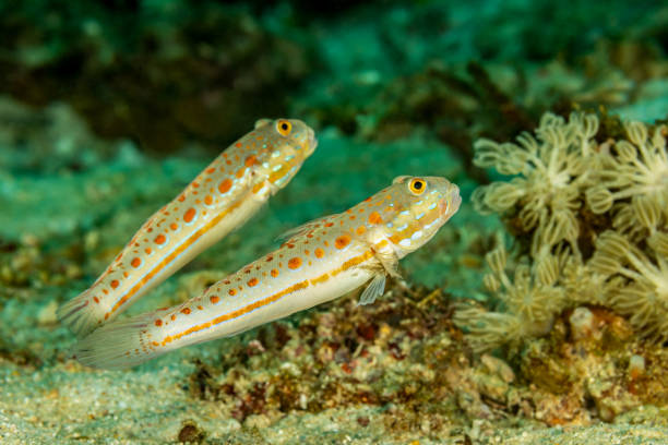 A Pair of Maiden Goby Valenciennea puellaris, Triton Bay, West Papua Province, Indonesia stock photo