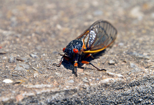Close-up of a Cicada Magicicada, an insect that emerges from dormancy in the ground every 13 years.