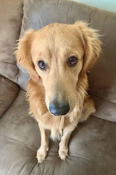 istock Golden Retriever Cuteness 1636242662
