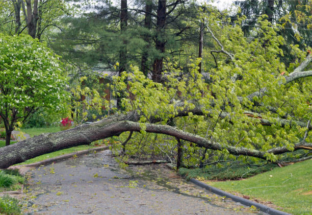 istock Tree Topples Down Across Neighborhood Road 1636243215