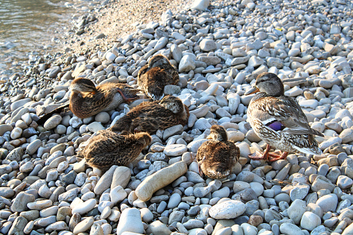 Ducks on Catawba beach on Lake Erie in Ohio, USA