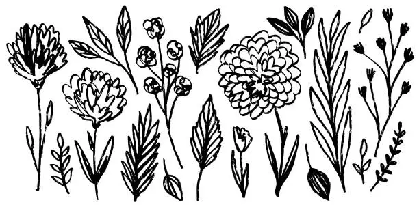 Vector illustration of Set of hand drawn flowers, leaves, floral stems