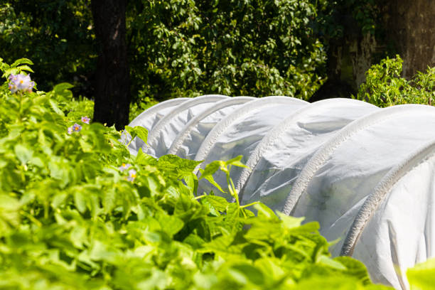istock greenhouse for growing vegetables on a farm. 1636254425