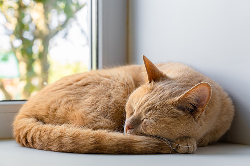 the cat lies on the windowsill with its paw under its head. domestic cat sleeps on the window .