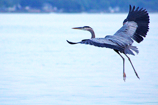 Crane in Lake Erie