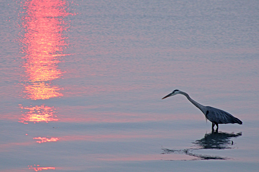 Crane walking in the water at sunrise in Lake Erie - Port Clinton, Ohio USA - beautiful pink glowing sun - looking for his/her breakfast maybe