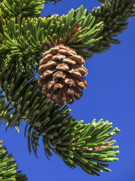 A single small cone of a Bristlecone Pine against a bright blue sky, in Bryce Canyon National Park Utah.