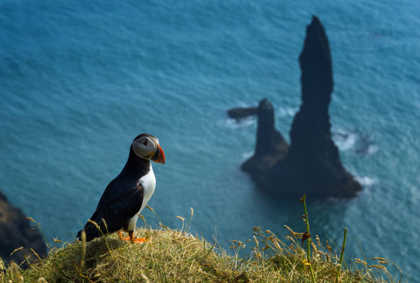 istock Puffin above Reynisfjara 1636301126