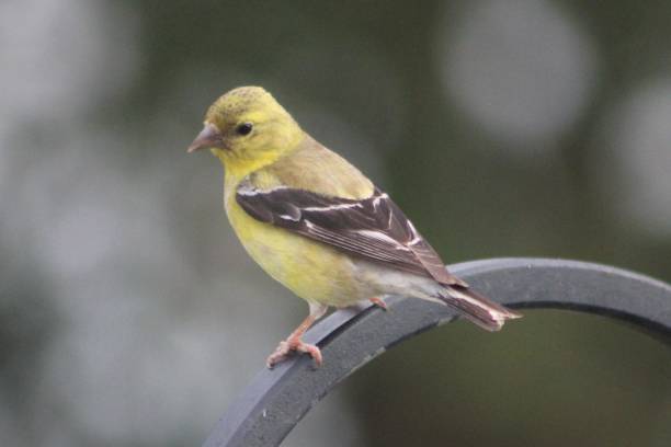 istock American Goldfinch 1636303450