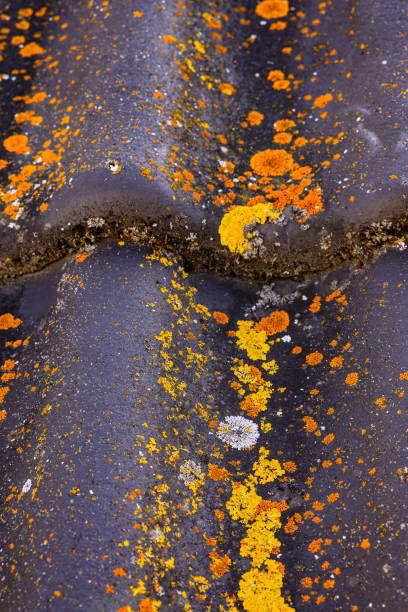 Close up picture of a roof tile with moss and lichen on a house roof