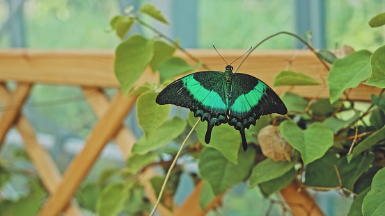 Tropical Malabar Banded Peacock Papilio Buddha Swallowtail Butterly Sitting on Plant Leaf in Butterfly House Exposition