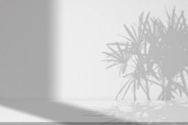 Background studio Cement room display with shadow palm tree and sunlight on white wall texture background,Banner Backdrop for Spring or Summer Cosmetic Product Display,Mockup Beauty Presentation estudio de fondo exhibición de sala de cemento con palmera de sombra y luz solar sobre fondo de textura de pared blanca, telón de fondo de banner para exhibición de productos cosméticos de primavera o verano, presentación de belleza de maqueta