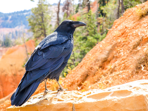 An American Crow, Corvus brachyrhynchos, on the orange-colored limestone at one of the many viewpoints of Bryce Canyon National Park, Utah.
