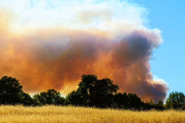 Filtered light through smoke and trees around a controlled burn - Victoria