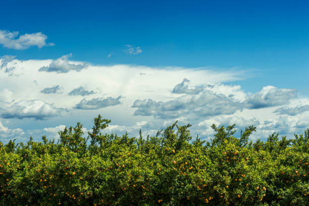 An abundance of oranges growing on trees in Seville, with a blue sky overhead