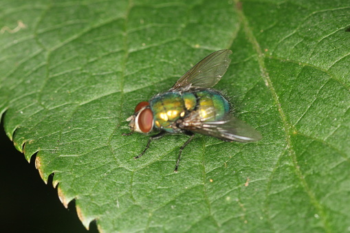 Lucilia sericata - Common Green Bottle Fly on leaf