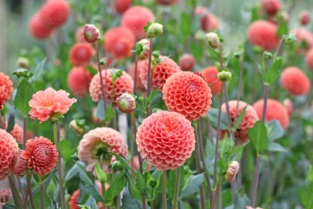 istock Orange ball Dahlia 'Cornel Brons'  in flower. 1636354907