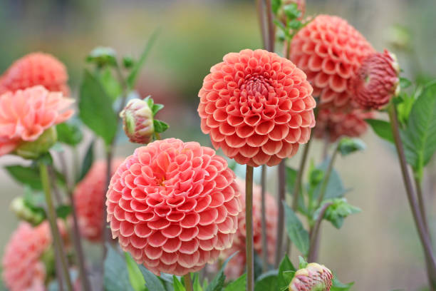 istock Orange ball Dahlia 'Cornel Brons'  in flower. 1636355763