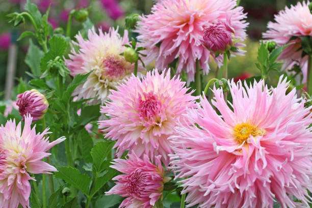 istock Dusky pink cactus Dahlia 'Nadia Ruth' in flower. 1636357997