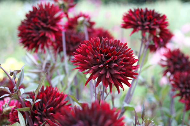 Dark crimson red decorative Dahlia 'Black Jack'  in flower.