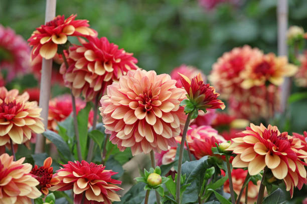 istock Cream and red decorative Dahlia Creme de Cognac' in flower. 1636361268