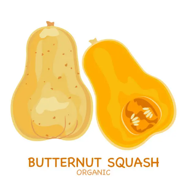 Vector illustration of Butternut squash vector illustration, easy to edit, white background.