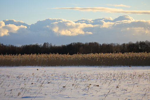 Reed around the lake in the winter evening. Moletai district, Lithuania