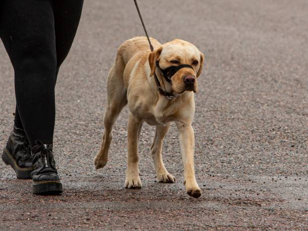 istock Yellow Labrador Retriever Dog. 1636375239