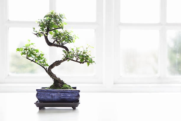 Bonsai Chinese Sweet Plum Sageretia theezans Bonsai Chinese Sweet Plum (Sageretia theezans) in front of a light window bonsai tree stock pictures, royalty-free photos & images