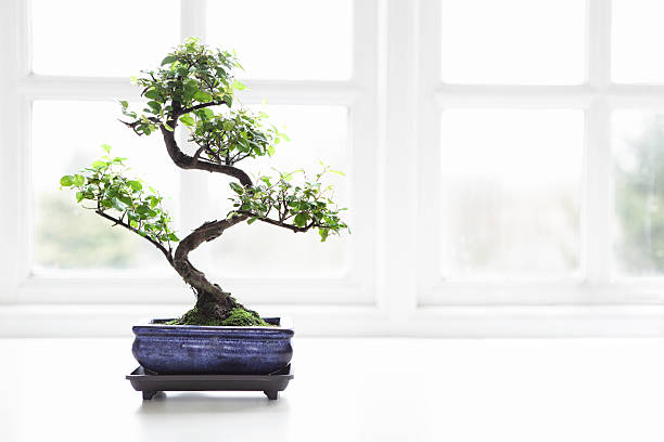 บอนไซ จีน หวาน พลัม sageretia theezans - bonsai tree ภาพสต็อก ภาพถ่ายและรูปภาพปลอดค่าลิขสิทธิ์