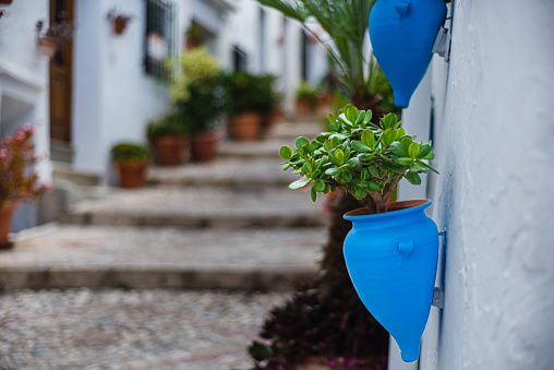 close-up of blue pots with green plants, hung on a whitewashed wall, copy space