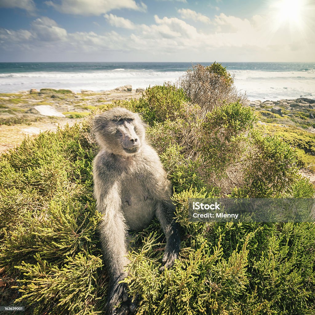 Baboon Cape of Good Hope,South Africa Curious Baboon sitting in the bush near the Beach at the Cape of Good Hope, South Africa. Edited, squared, Polaroid, Instagram Style. Cape Of Good Hope Stock Photo