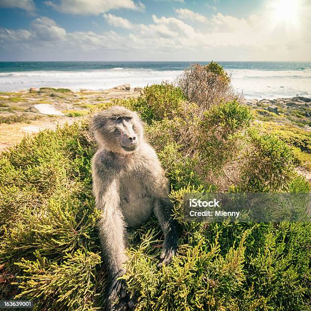 Baboon Cape Of Good Hopesouth Africa Stock Photo - Download Image Now - Cape Of Good Hope, Africa, Animal