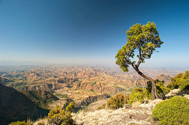 горы сымен в эфиопии - high country стоковые фото и изображения