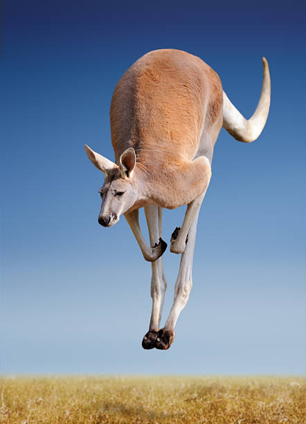 jumping rotes riesenkänguru - marsupial animal vertical kangaroo stock-fotos und bilder