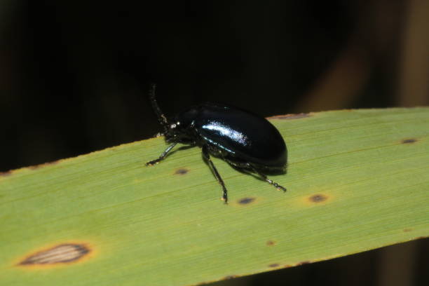 istock Alder Leaf Beetle - Agelastica alni on Blade of Grass 1636391204